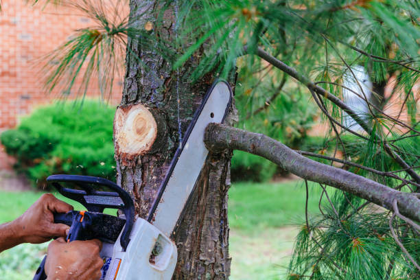 Tree Branch Trimming